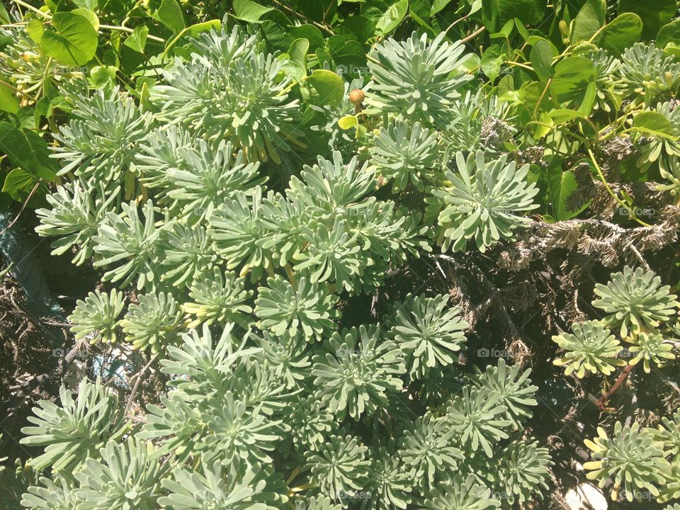 Nature Bush exotic