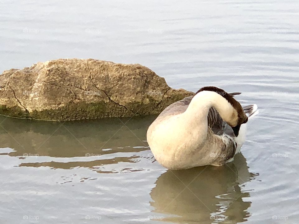 Goose, Chinese Goose, Chinese, Gray, gray goose, grey, grey goose, water, lake, rock, feathers, wings, bill, beak,