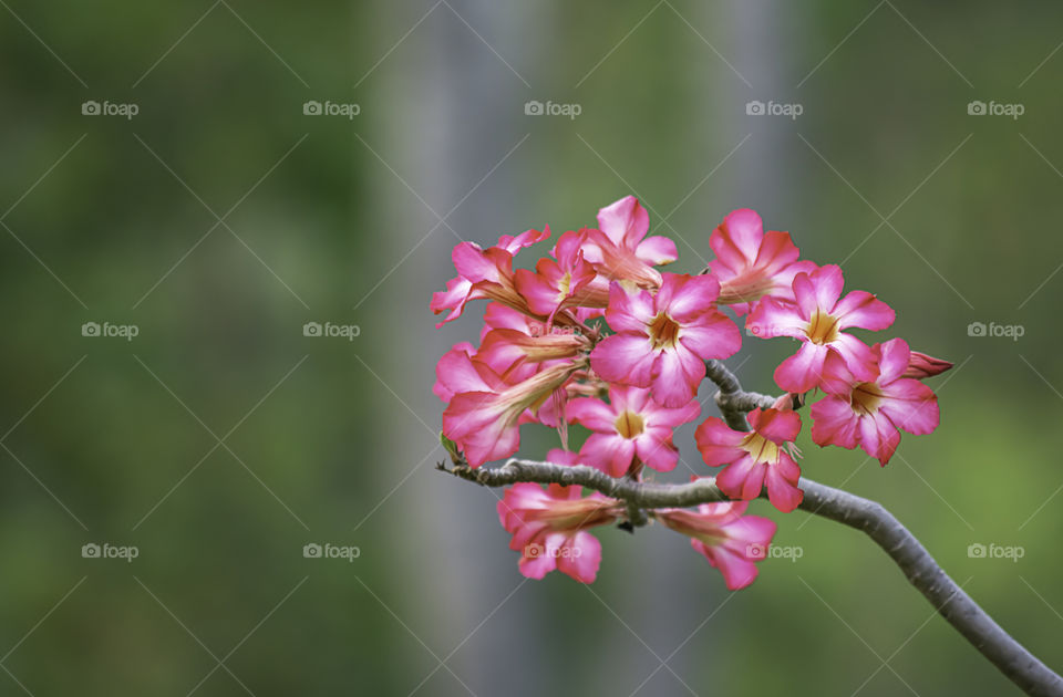 Pink flower or Adenium background blurry green leaves.