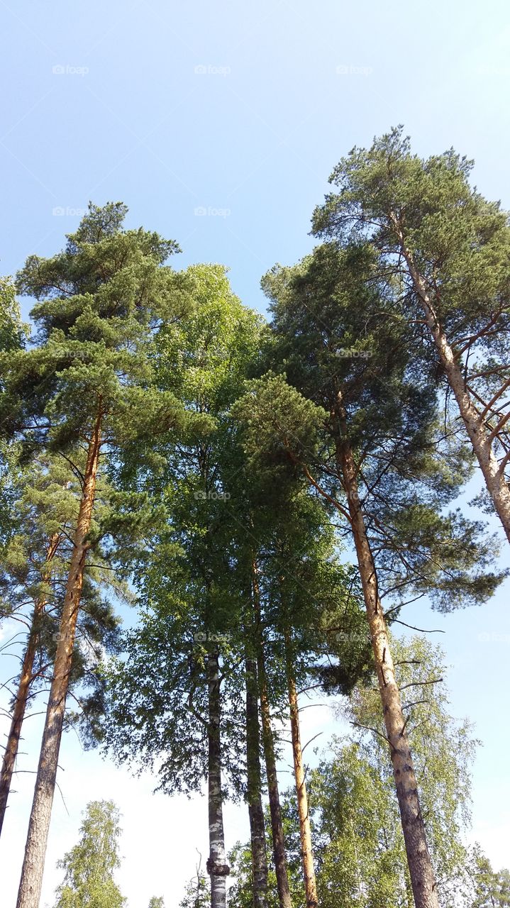 trees in Finland