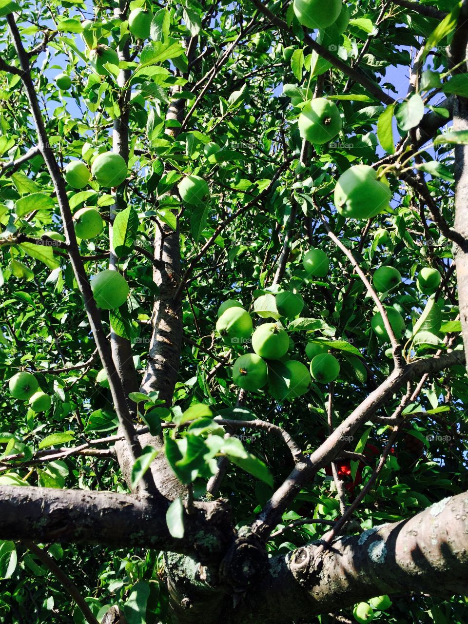Blossoming Apple tree 