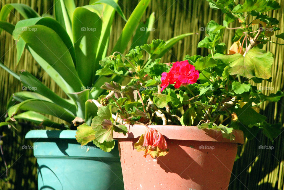 house plants in the garden