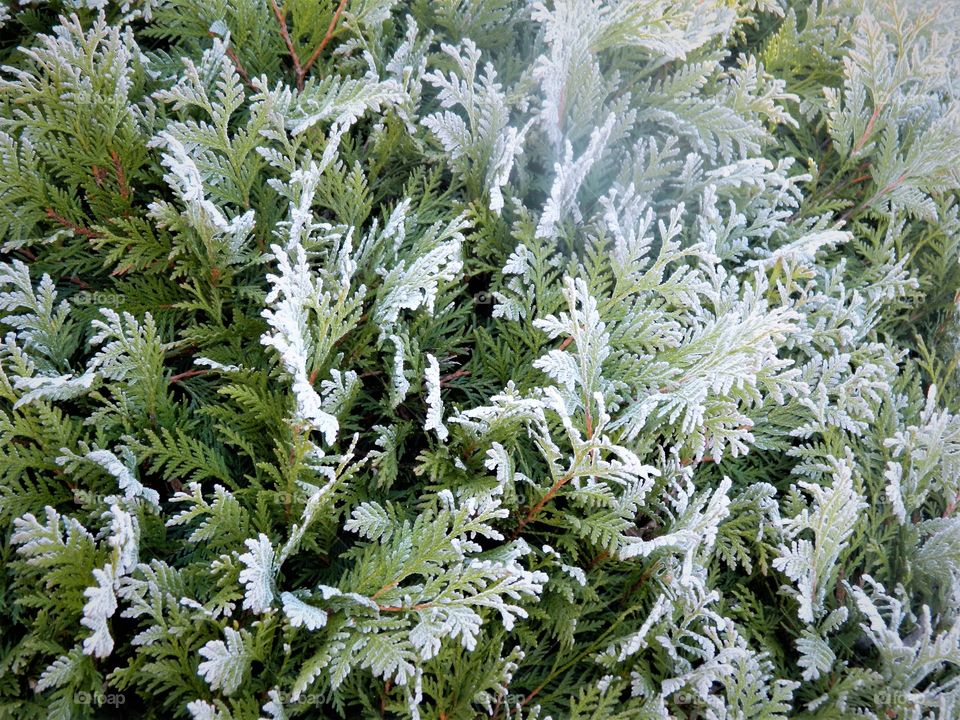 Shrub frosted 