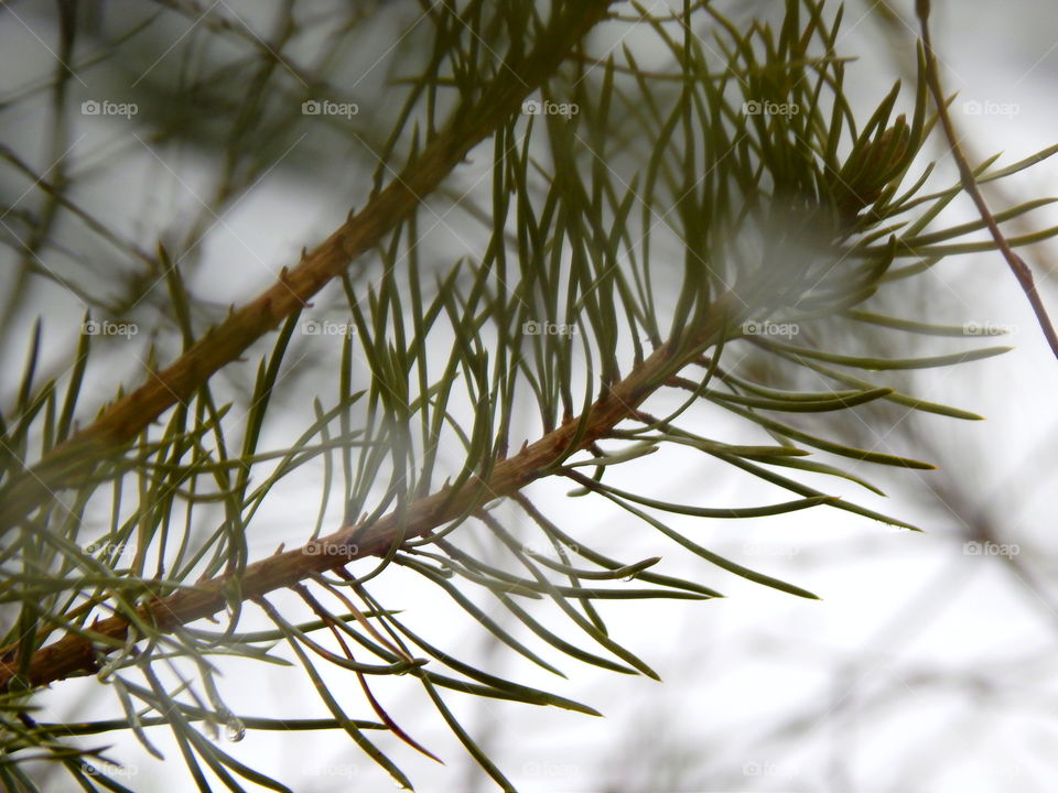 Spruce needles coating with water