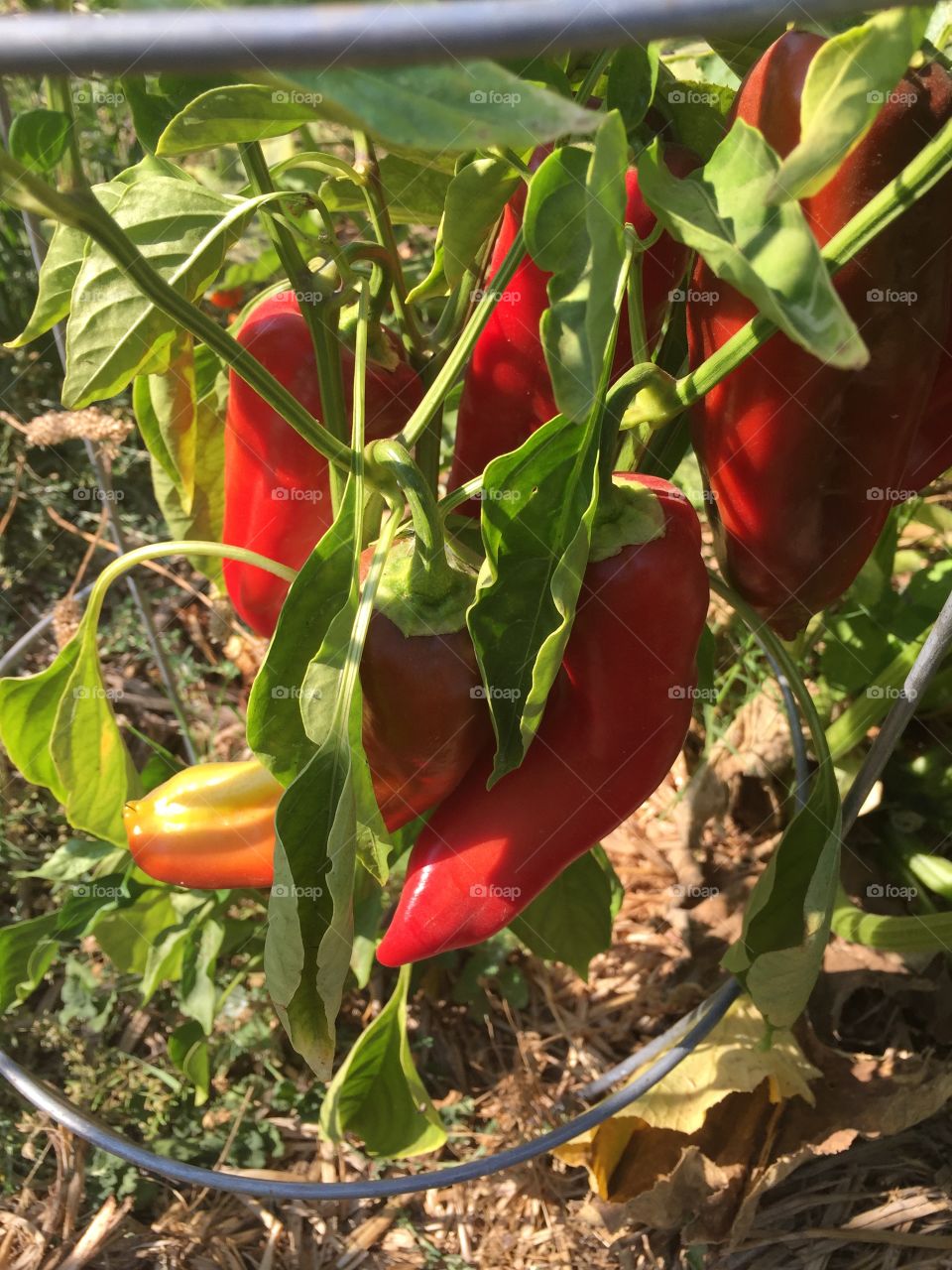 Sweet red peppers in a thirst garden