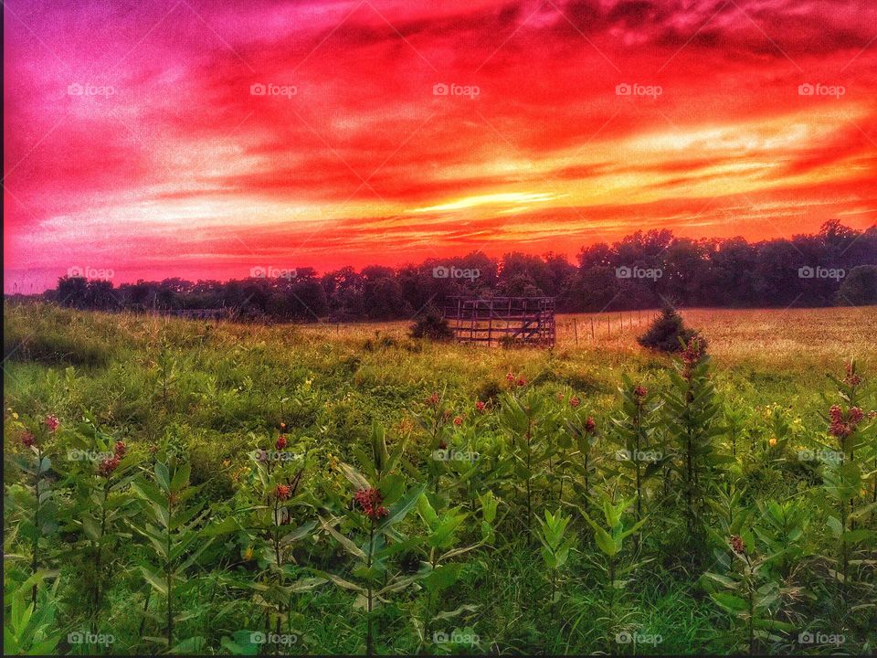 Reddish pink farm sunset . Pink sunset over the farm field 