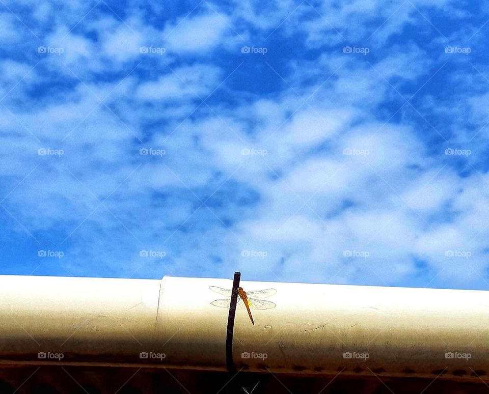 a dragonfly perched on scrap iron against on blue sky