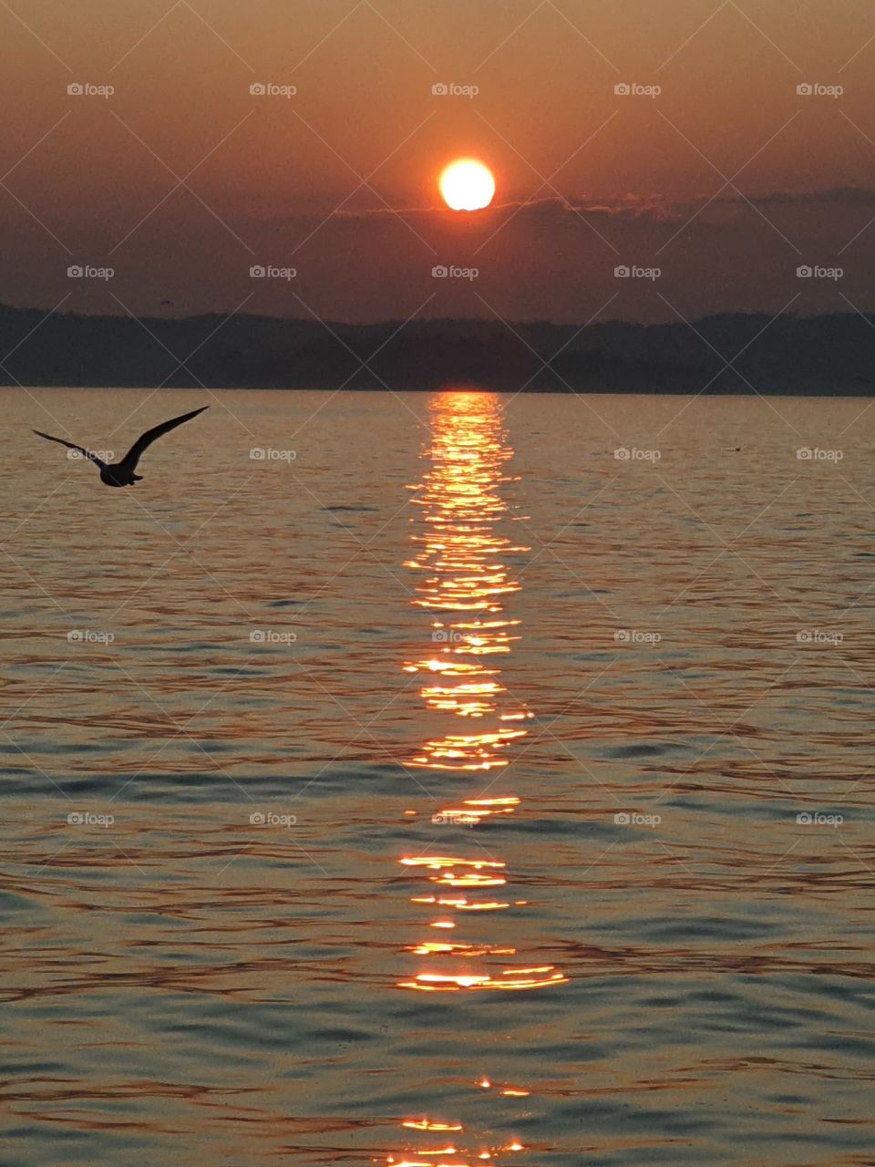 Sonnenuntergang am Bodensee mit Vogel