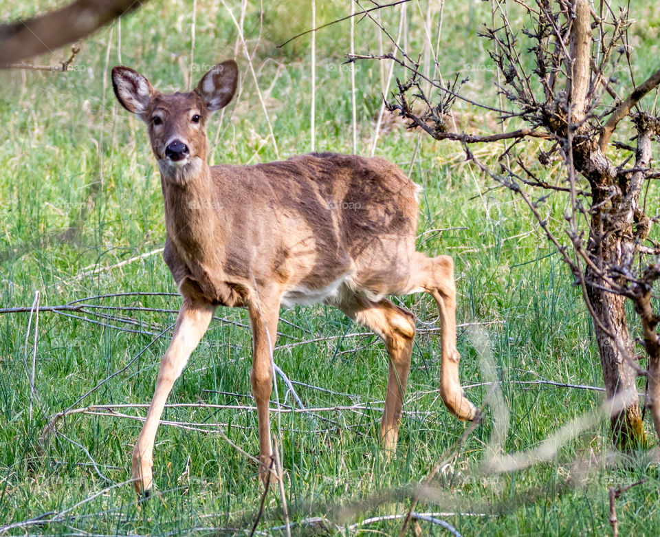 Deer Fawn in the Woods