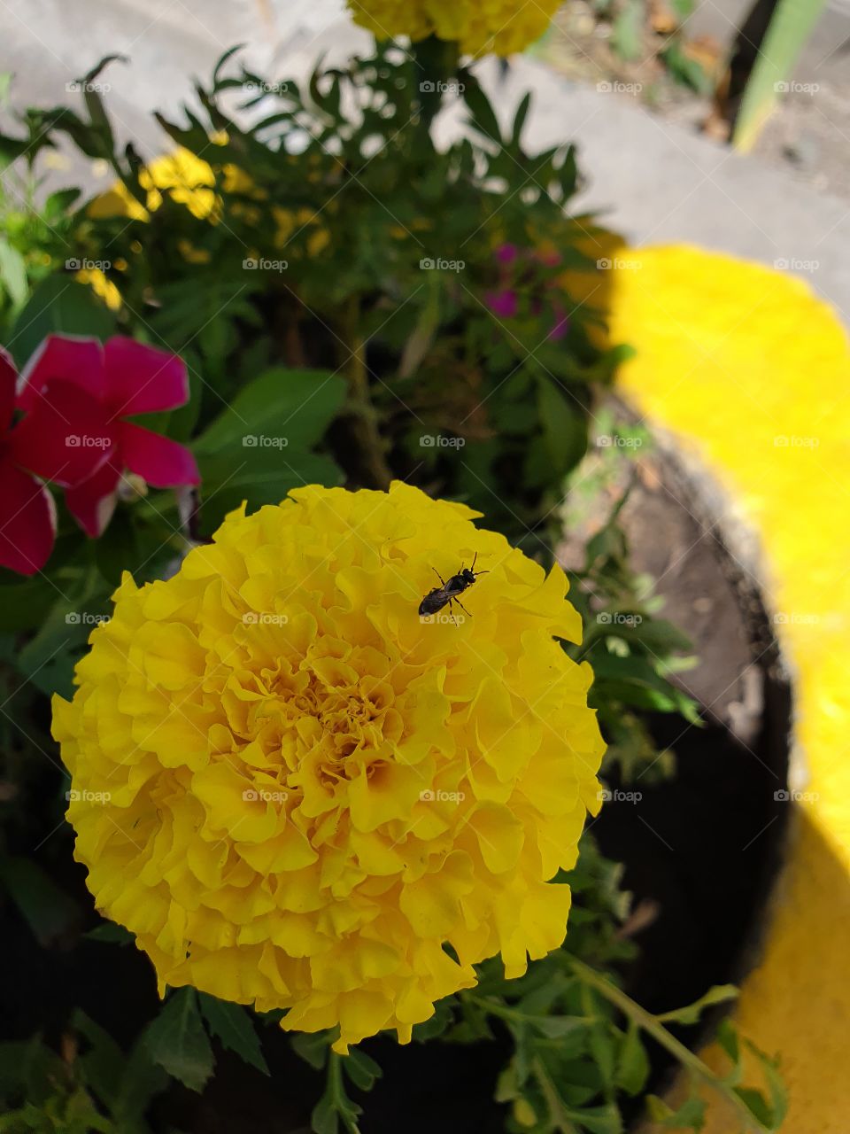 bright yellow flower with the bug