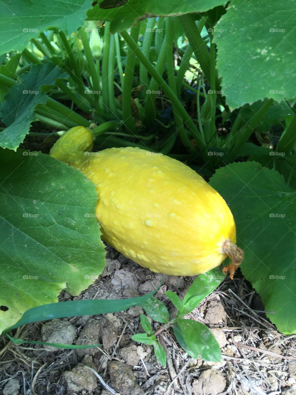 Yellow Squash peeking out of its vines, shaded and protected the leaves.