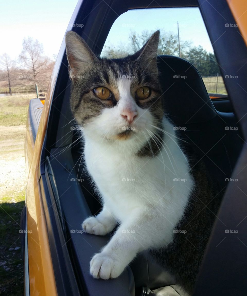 Cat in truck window