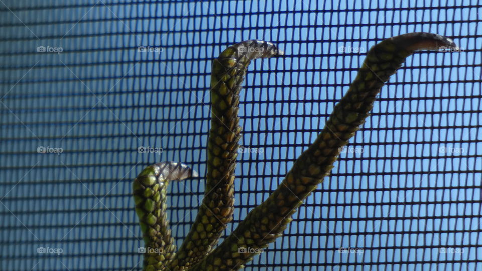 iguana claws
