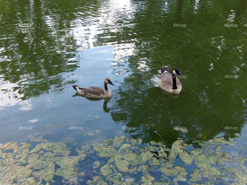 Geese in water