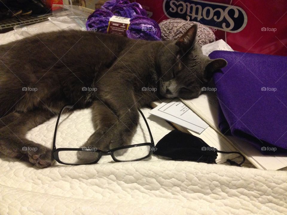 Hugs has fallen asleep among my crafting items 