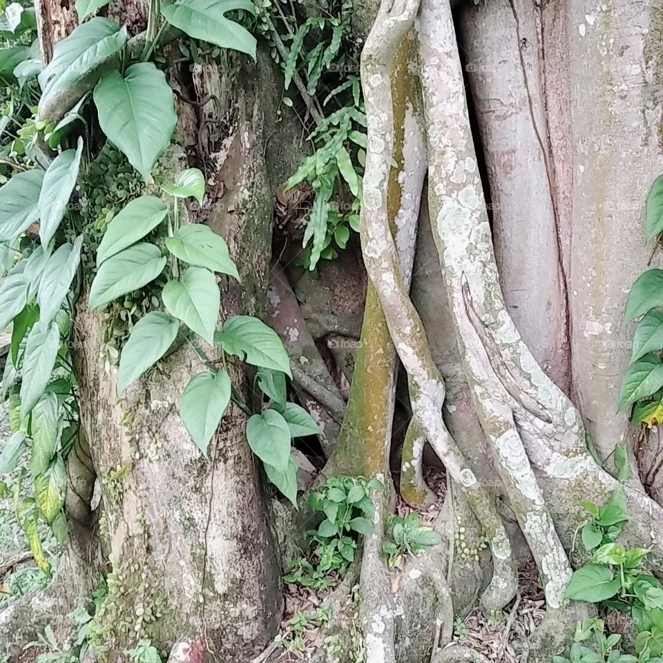 Tree with small leaf plants
