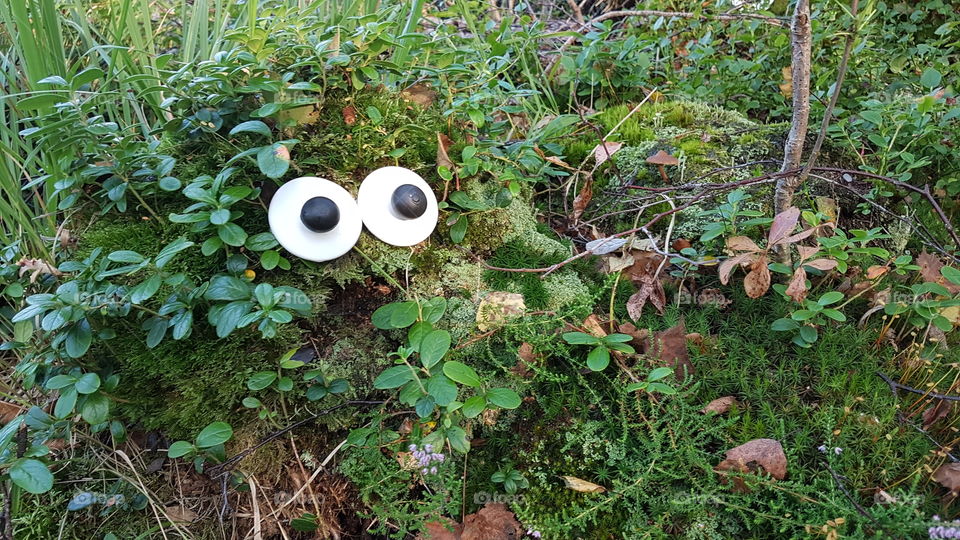 Eyes in the troll forest  - ögon trollskog 