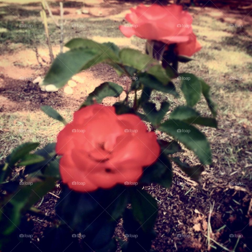 🌹 🇺🇸 Very beautiful flowers to brighten our day.  Live nature and its beauty. Did you like the delicate petals? / 🇧🇷 Flores muito bonitas para alegrar nosso dia. Viva a natureza e sua beleza. Gostaram das pétalas delicadas? 
