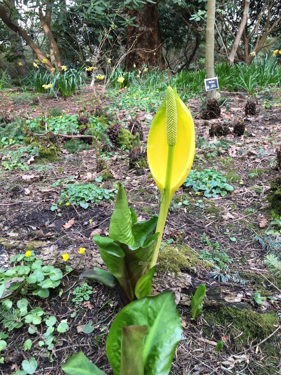 Spring in yellow