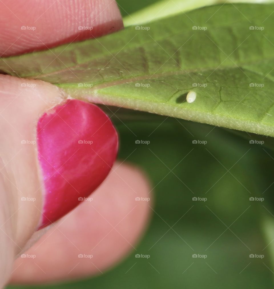 Monarch caterpillar egg macro 