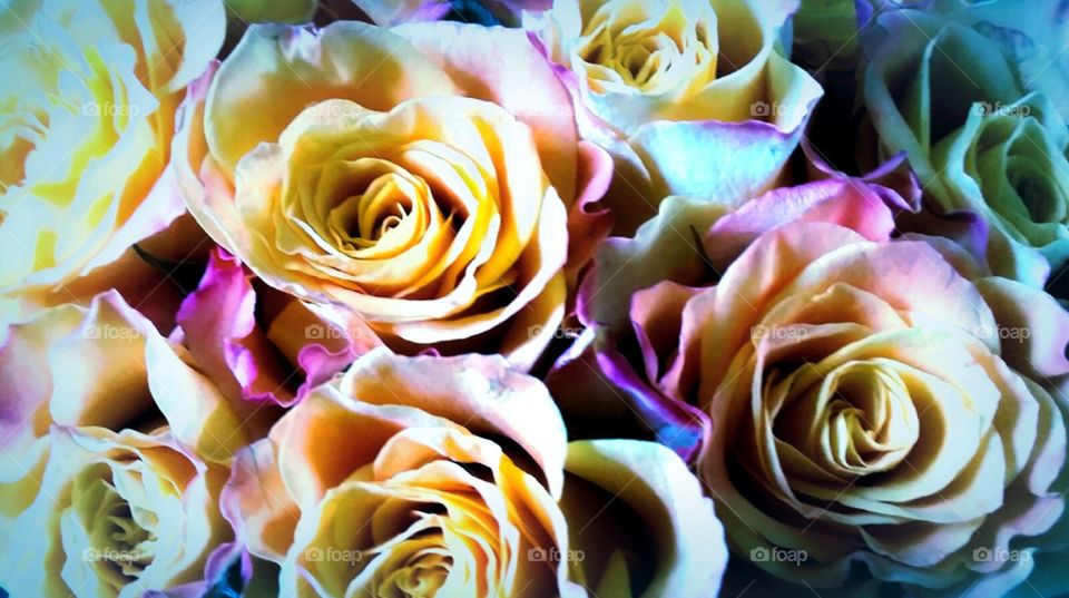 Colorful roses