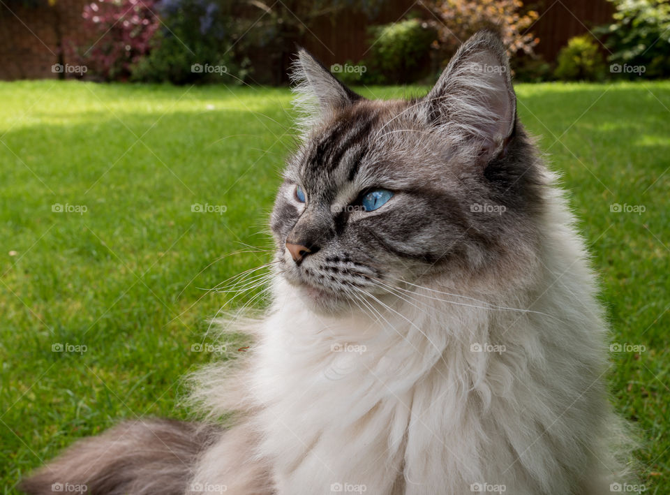 Outdoor cat portrait, Ragdoll cat looking to the left close up.