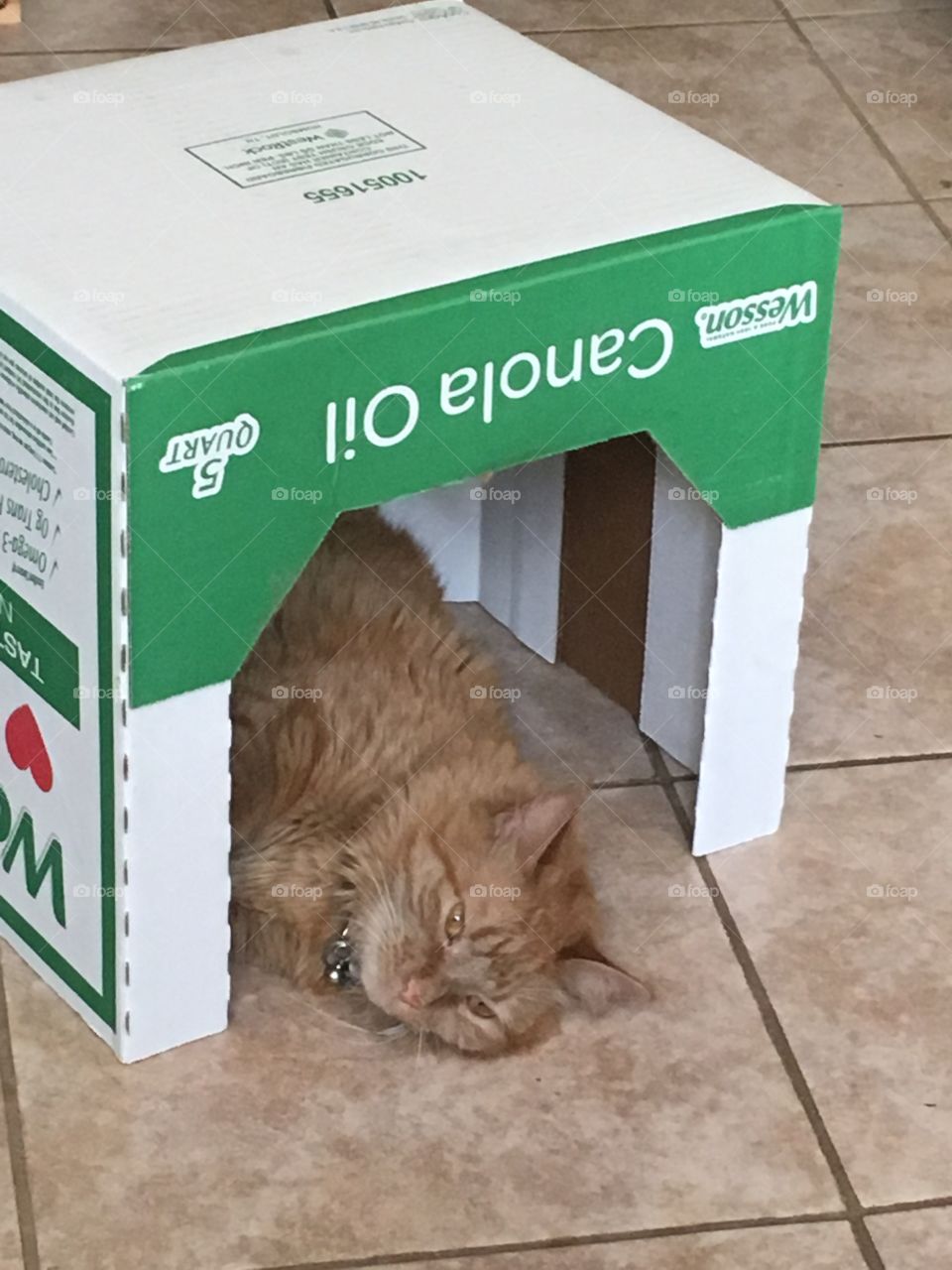 Tiny cat falls asleep 