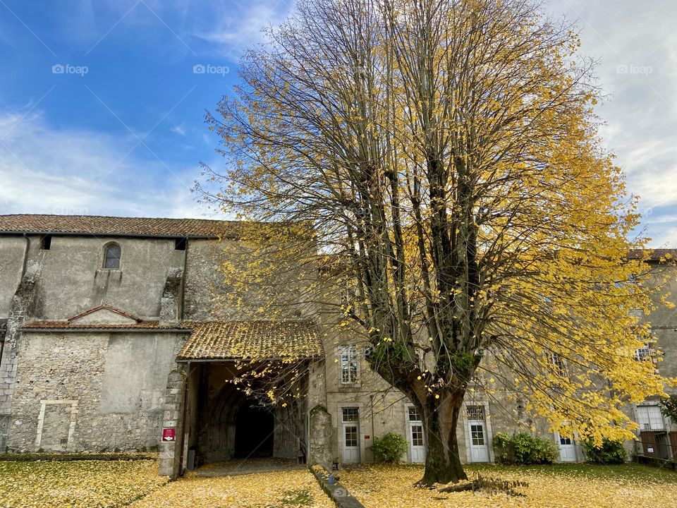 Autumn day with tree with yellow leaves falling on the ground 
