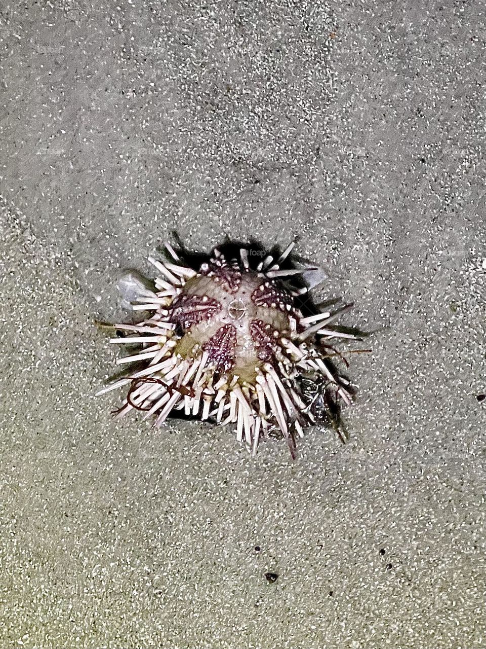 Sea urchin on sand 