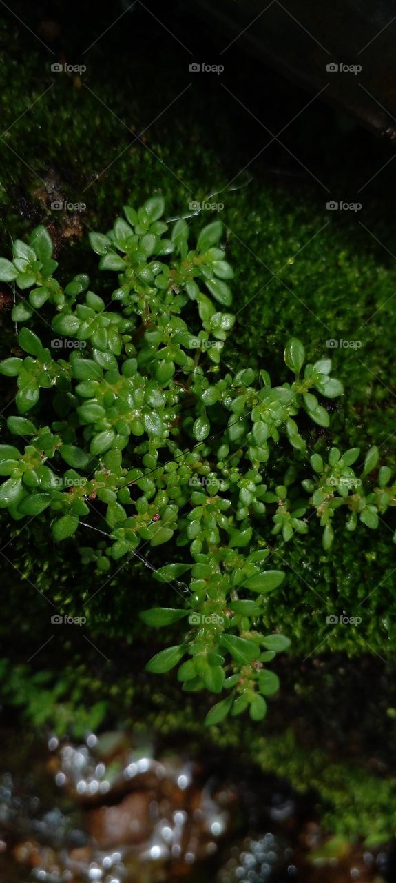 naturelove love, green love, plants , beautiful