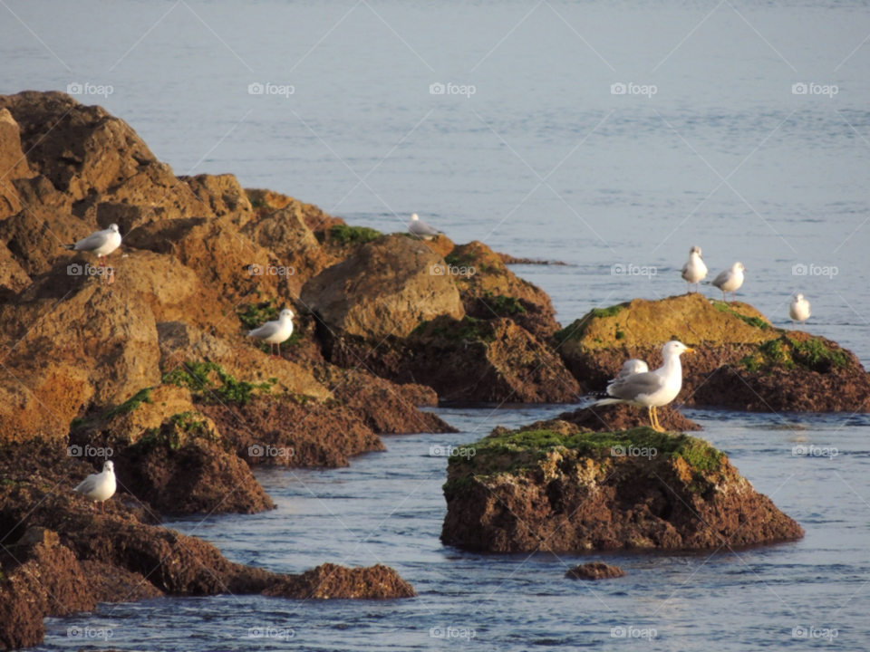 mallorca balearic islands spain birds sea rocks by jemap