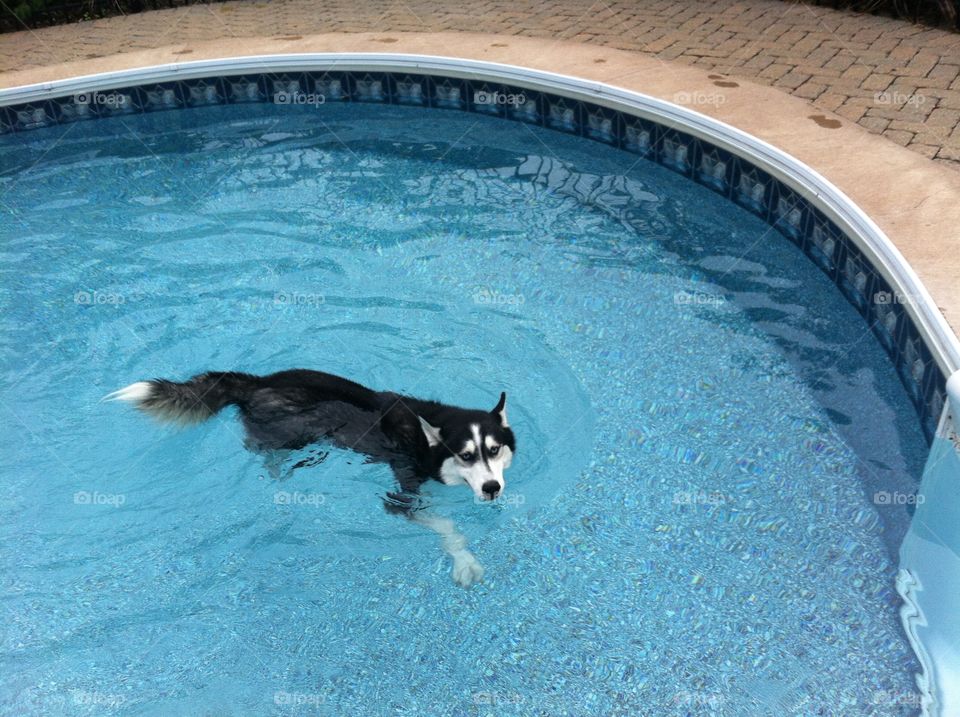 Dog swimming in pool