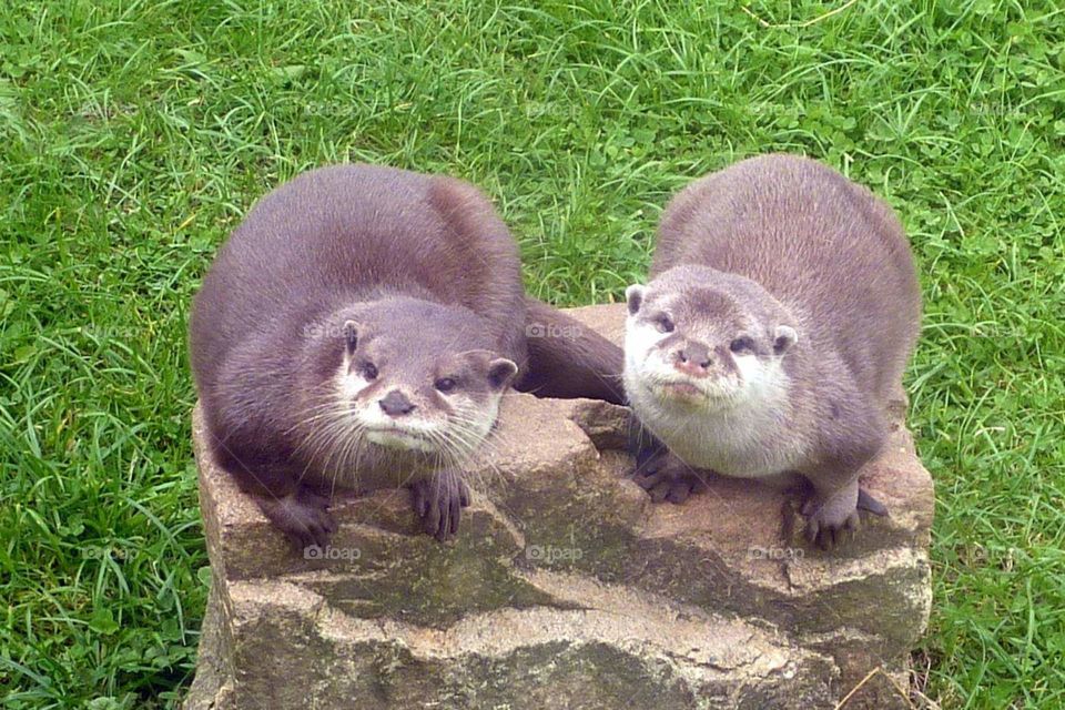 2 otters looking at the camera