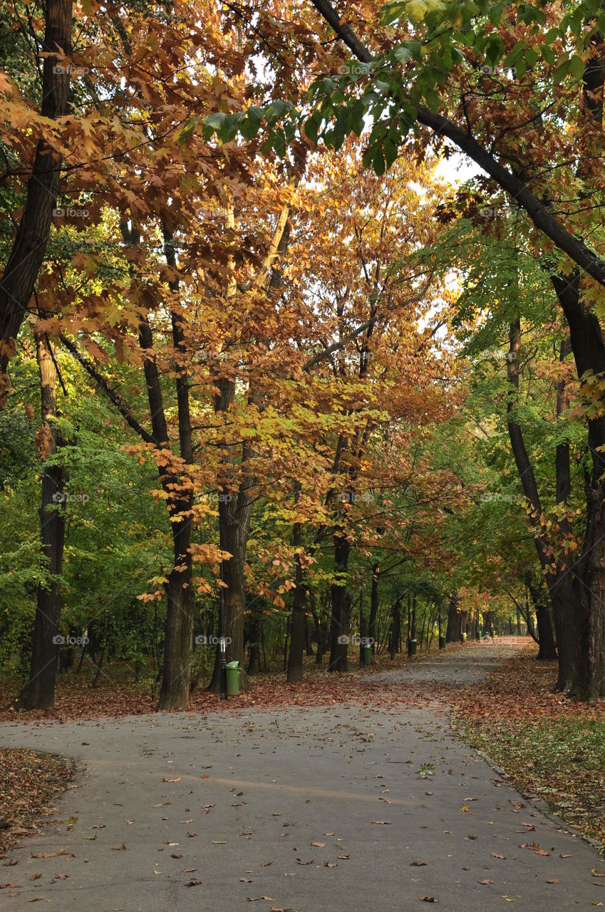 Park trees