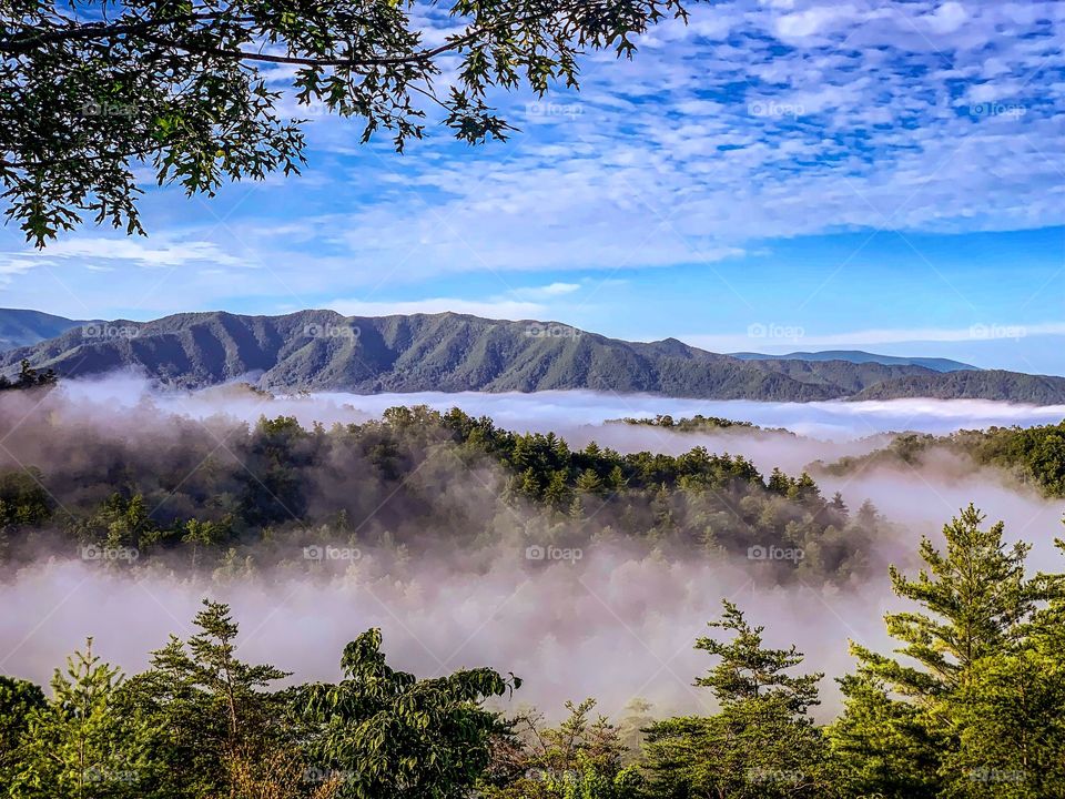 Fog in the Smoky Mountains