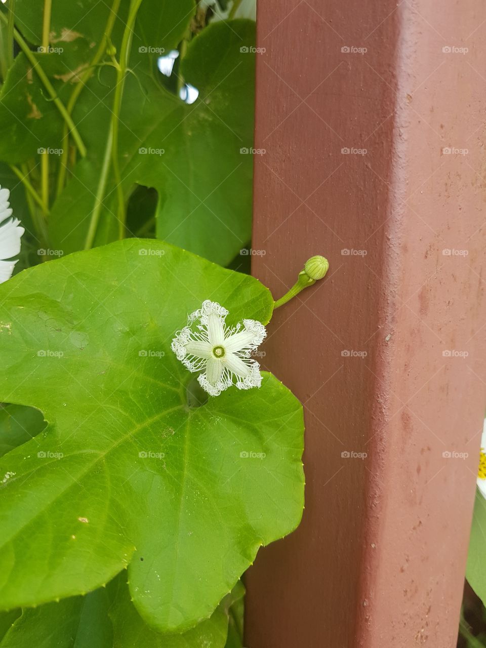 tiny flower in china mall vegetable garden