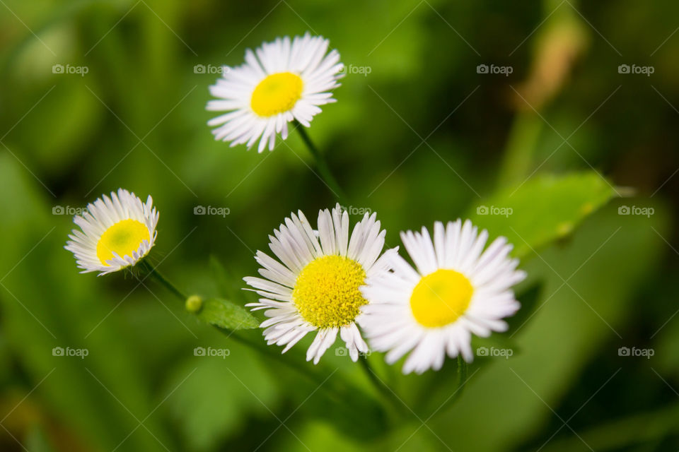 Chamomile tender against a green bokeh