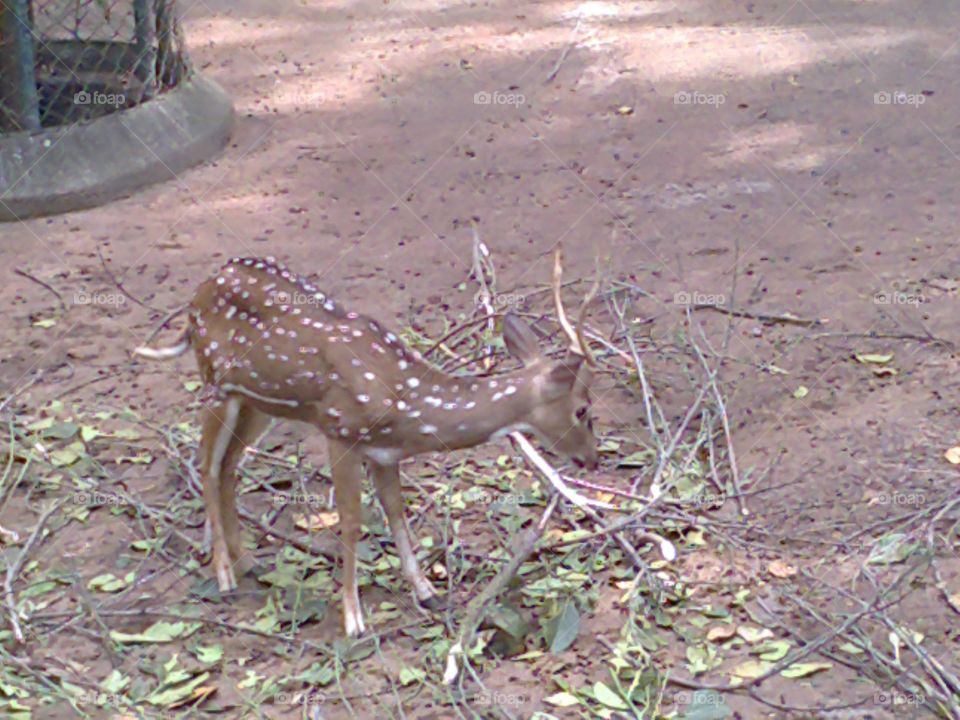 deer in Mysore