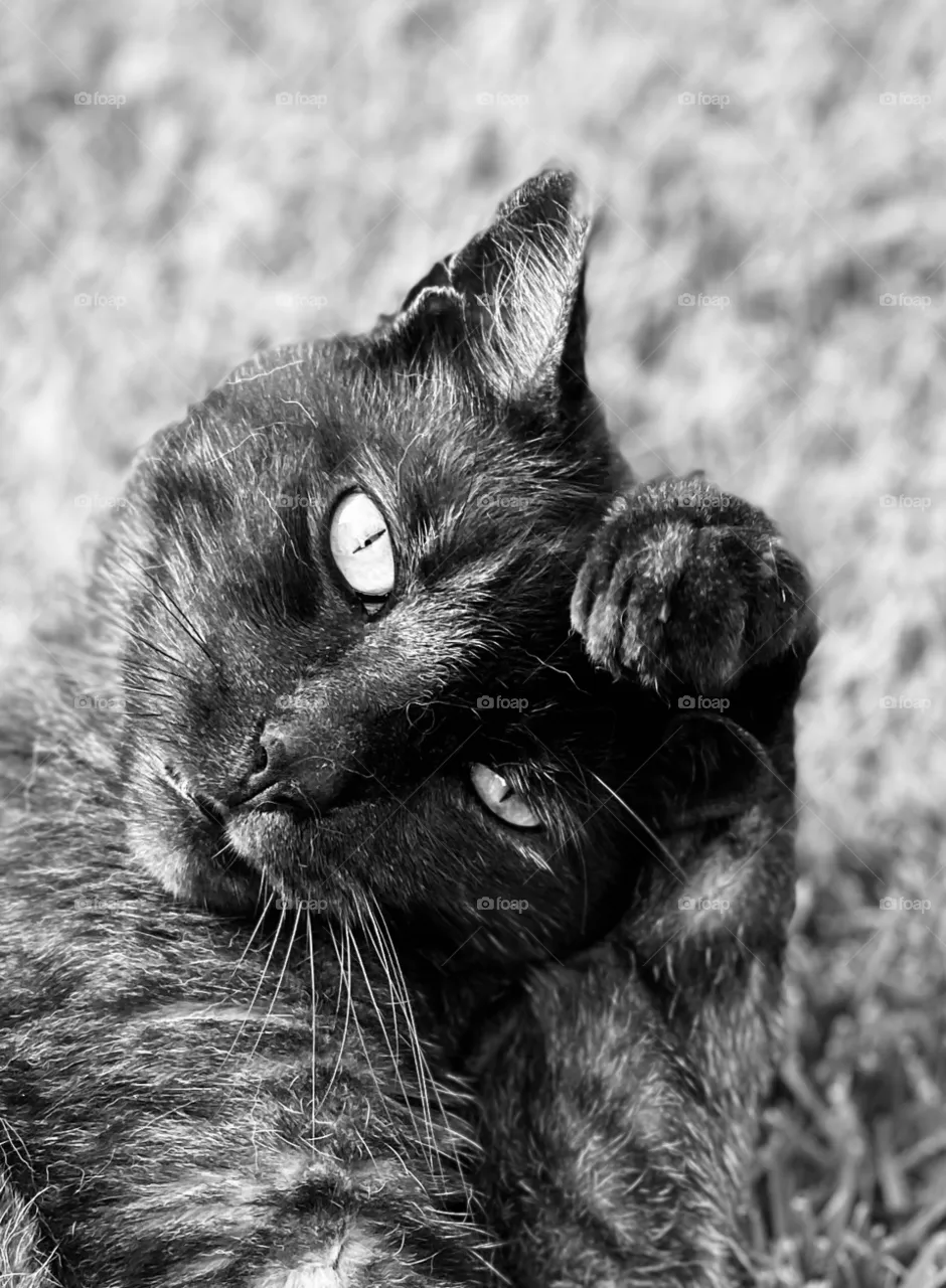 Black cat pose