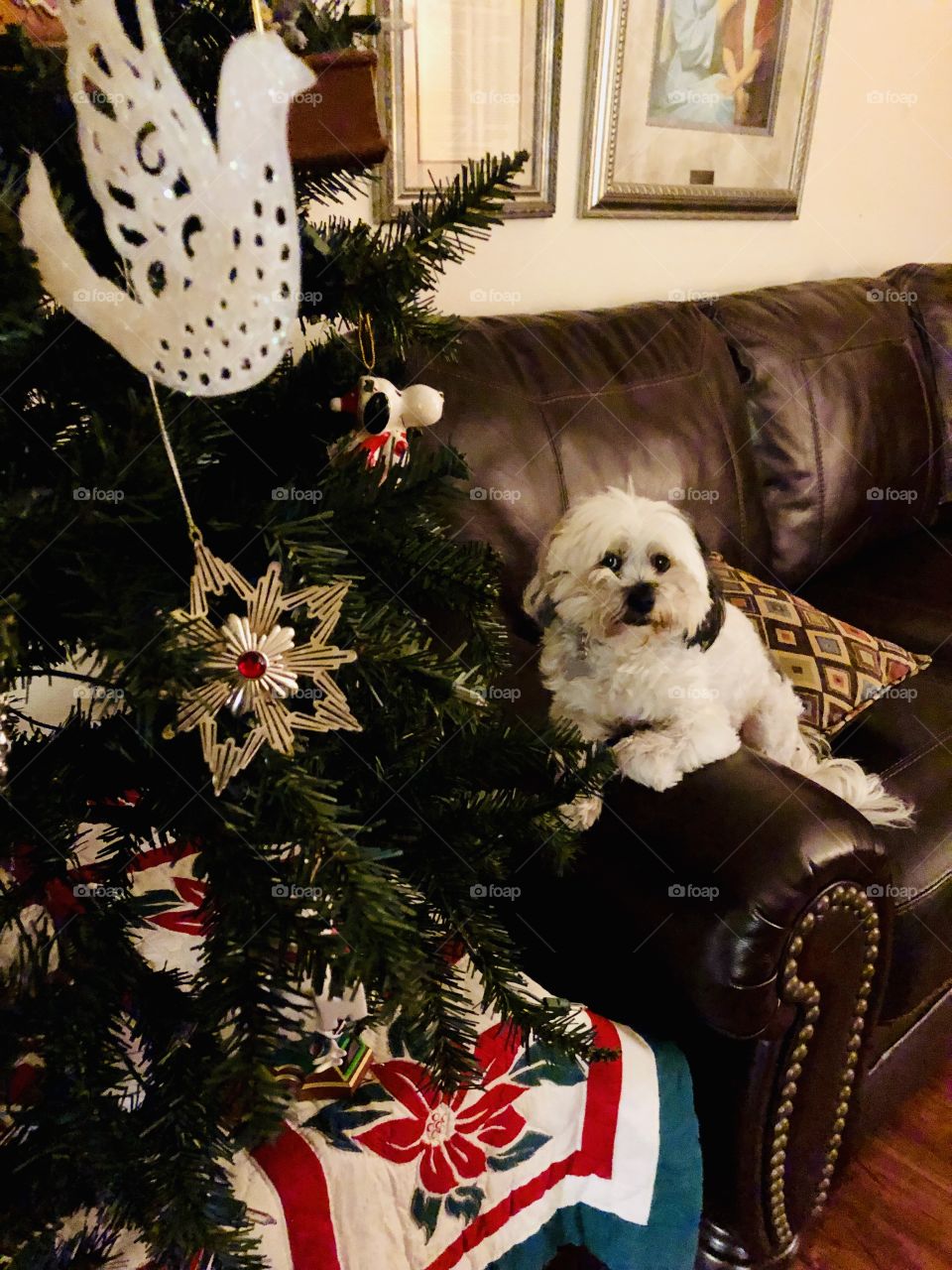 Oreo posing close to Christmas tree.