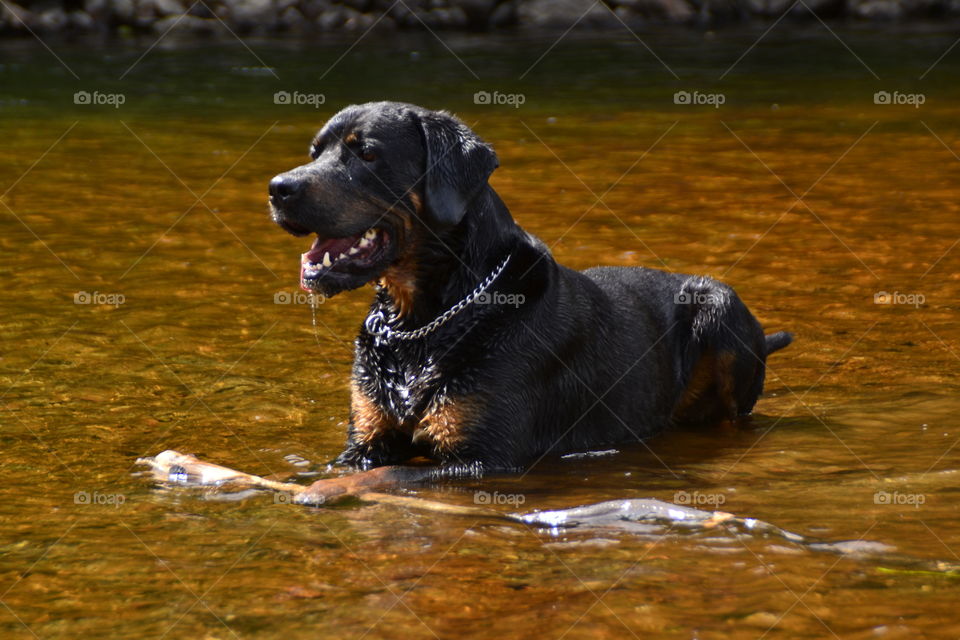 Happy dog