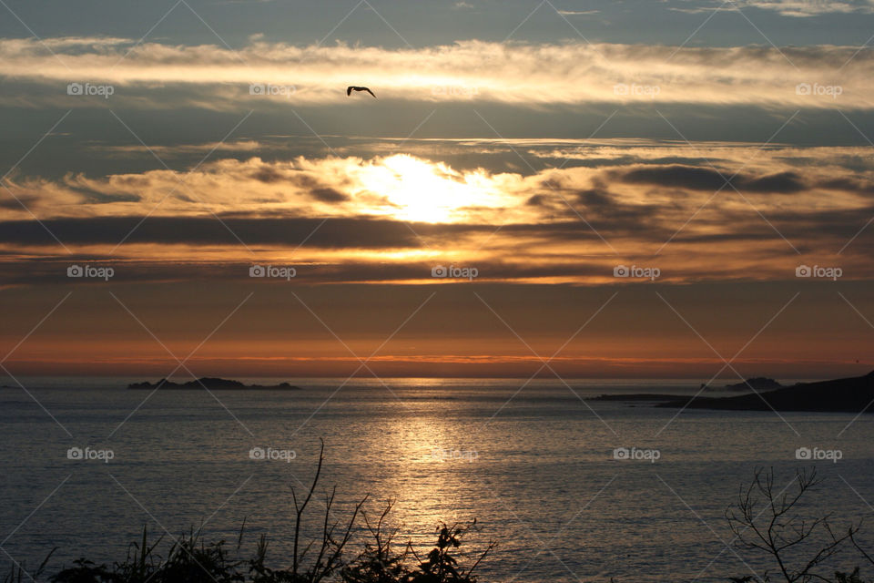 sunset bird cloud sea by tidbury