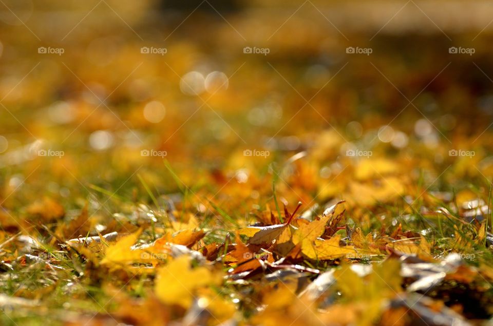 Fallen leaves of maple
