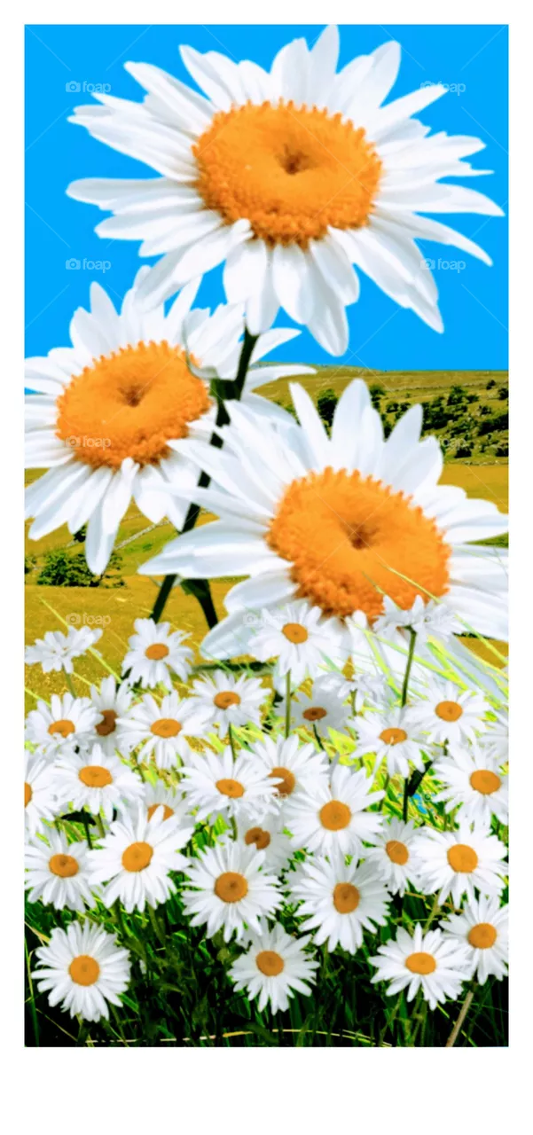 flowers