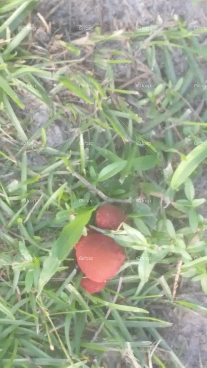 Red mushroom 
