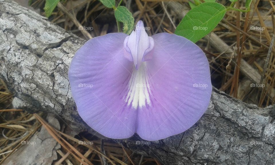 No Person, Nature, Flora, Flower, Leaf