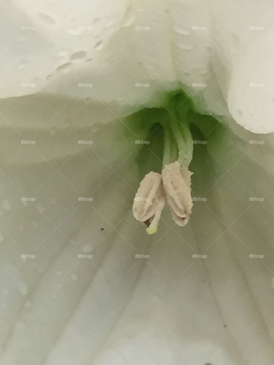 Moon flower, closeup after heavy rain
The blossom is full of rainwater
It's quite large, at least eight inches across
Fascinating 
