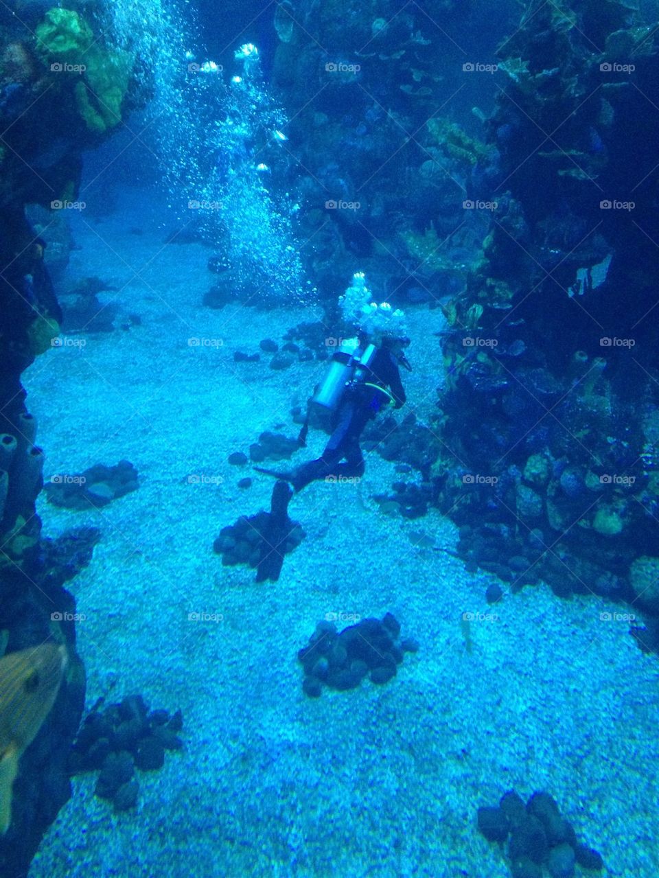 Scuba