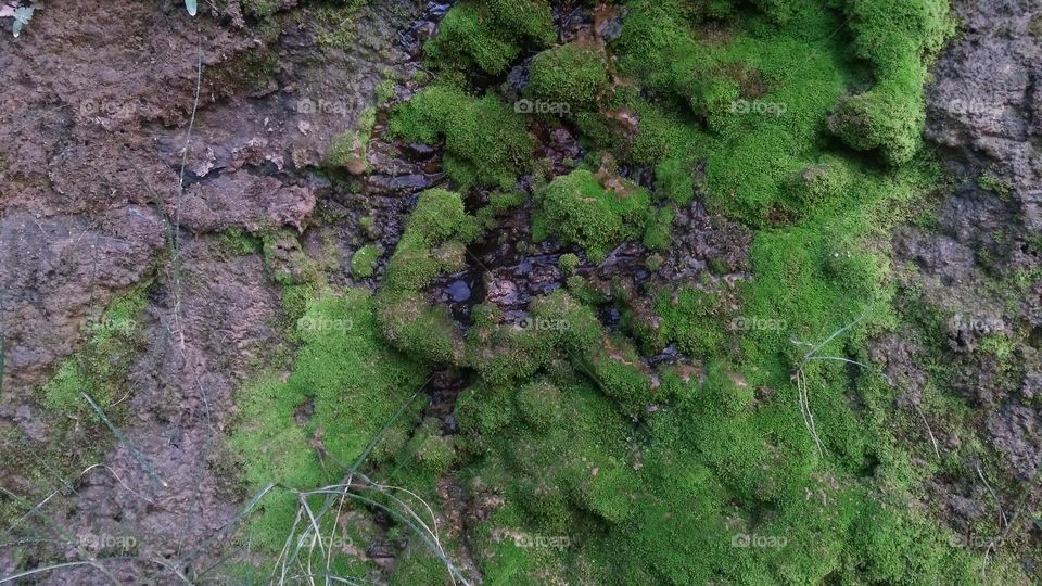 A beautiful scene of valley Moss on the valley edge.
