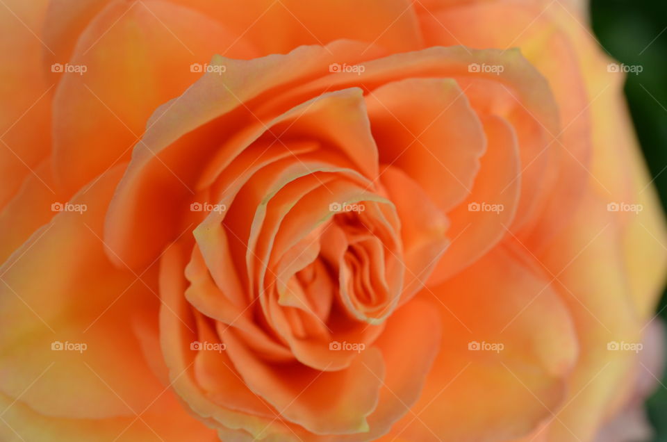 Extreme close-up of orange rose